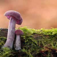 2010 (11) NOVEMBER Amethyst Deceiver 